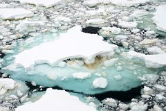 18B Drift Ice With Blue Ice Under The Water From Quark Expeditions Cruise Ship In Aitcho Islands Part Of South Shetland Islands In Antarctica.jpg